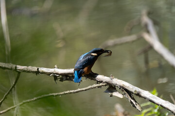 Colorful kingfisher perched on a branch by a serene river during bright daylight