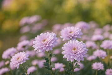 Obraz premium Autumn garden scene featuring blooming chrysanthemums with soft purple hues and a blurred backdrop