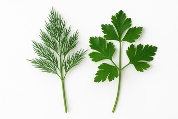 Fototapeta premium Fresh dill and parsley on a white backdrop