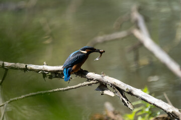 Colorful kingfisher perched on a branch by a serene river during bright daylight