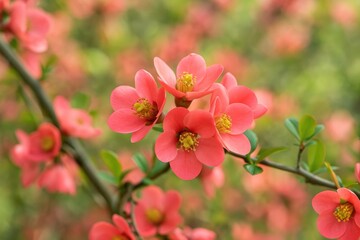 Obraz premium Close-up of pink flowers on a flowering shrub during outdoor setting