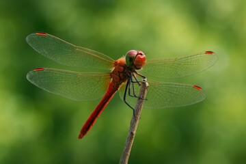 Detailed view of an elegant dragonfly perched on a tiny branch