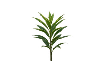 Fototapeta premium Variegated green plant stem with lanceolate leaves isolated on transparent background