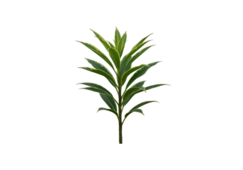 Variegated green plant stem with lanceolate leaves isolated on transparent background