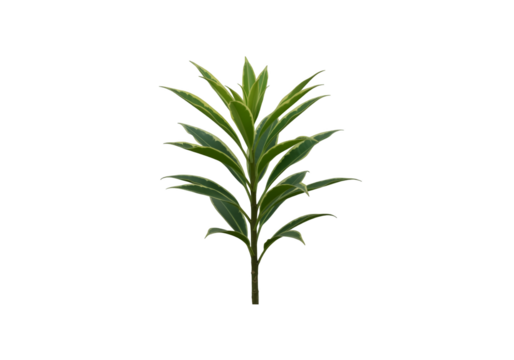 Variegated green plant stem with lanceolate leaves isolated on transparent background