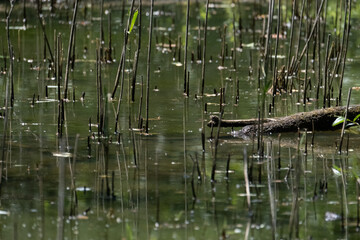 Colorful kingfisher perched on a branch by a serene river during bright daylight