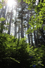 Pins Laricio de Corse dans le parc Noisot à Fixin (Côte-d'Or)