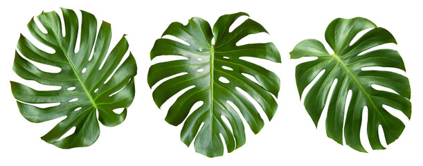 Three tropical leaves monstera or monstera deliciosa isolated on white background. monstera leaf....