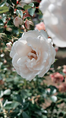 White fragrant rose among the leaves
