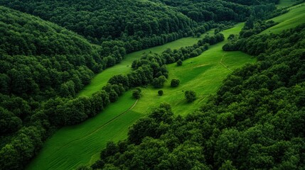 Verdant Valley: An aerial perspective captures a vibrant valley, lush with emerald green vegetation. The winding river adds to the tranquil landscape.