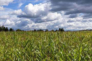 corn field and blue sky