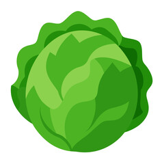 cabbage vector illustration on white background