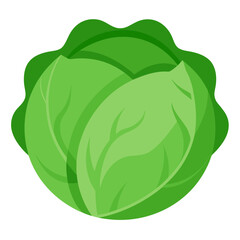 cabbage vector illustration on white background