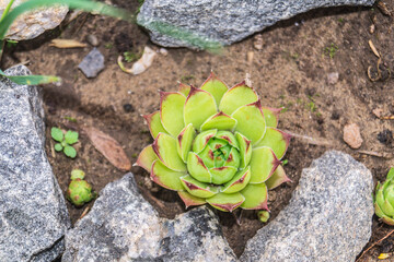 Perfect Symmetry of Sempervivum Succulent Rosette, Macro Shot
