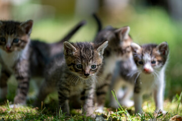 Cute and curios kitten nest in the grass of a forest