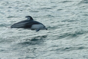Fototapeta premium 函館沖で出現した【カマイルカ】