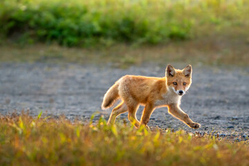 夕方の草原の小道で子キツネが逆光の光を浴びながら小走りに通り過ぎ様としている。背景は草原と小道、子キツネは少し右側でこちらを見ながら歩いている横構図です。