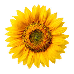 Fototapeta premium Sunflower close-up isolated on a white background, isolated on white background 