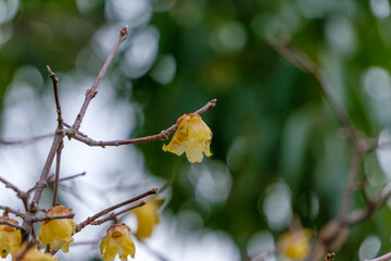 ロウバイの花が咲く冬の枝先