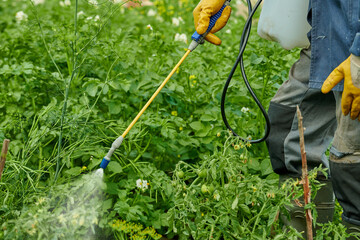 Spraying plants against insect infestation in a garden