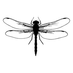 Dramatic Black and White Dragonfly Illustration Featuring Intricate Wing Detail and Pattern