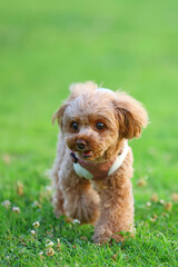 芝生の公園を楽しそうに散歩しているトイ・プードル