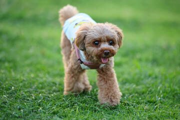 ドッグランで楽しむトイ・プードル