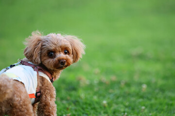 お散歩中に飼い主を振り返るトイ・プードル