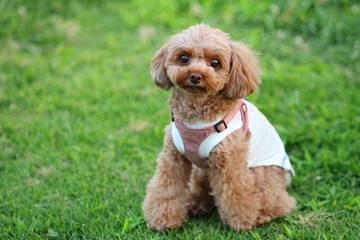 ドッグランで楽しむトイ・プードル