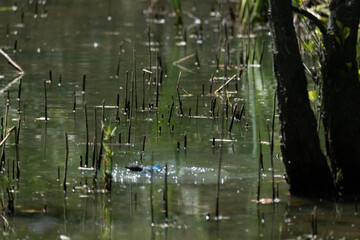 Colorful kingfisher perched on a branch by a serene river during bright daylight