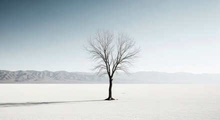 Fototapeta premium A lone tree stands in a desolate desert landscape