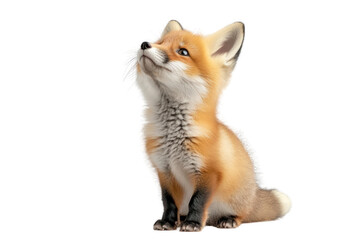 Obraz premium Curious Fox: A charming baby fox with fiery red fur gazes upwards with a look of inquisitive wonder and playful innocence.