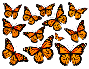 Set of Monarch Butterflies with Open and Closed Wings  Isolated on Transparent Background PNG