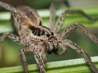 Araña lobo radiada (Hogna radiata), una especie común y extendida en Europa, Asia y África. 