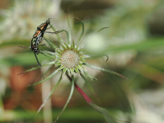 Escarabajo de la familia Cerambycidae, posado sobre una flor que parece ser un cardo. 