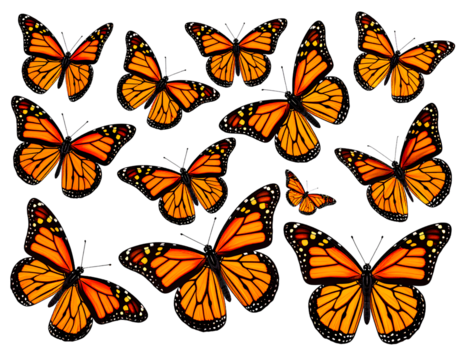 Set of Monarch Butterflies with Open and Closed Wings  Isolated on Transparent Background PNG
