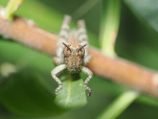 Saltamontes Gris (Pezotettix giornae). 