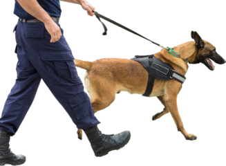 Malinois belgian shepherd guard the border. The border troops demonstrate the dog's ability to detect violations.