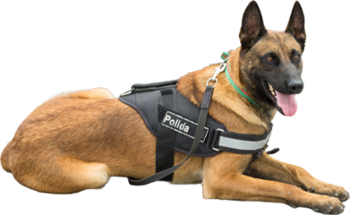 Malinois belgian shepherd guard the border. The border troops demonstrate the dog's ability to detect violations.