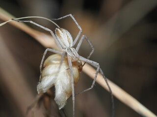 Pisaura mirabilis, también conocida como araña ladrona o araña de vivero europea. 