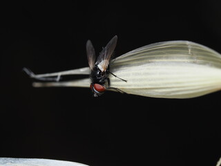 Mosca que pertenece a la subfamilia Phasiinae, de la familia Tachinidae. 