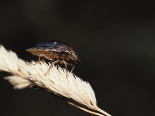 Una chinche marrón marmolada (Halyomorpha halys), también conocida como chinche apestosa. 