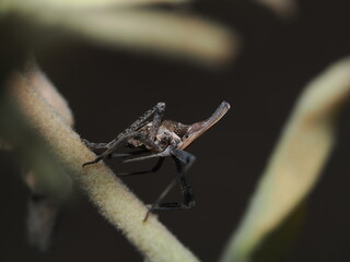 La Almana longipes es un insecto hemíptero (es decir, pertenece al grupo de los 