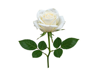 Single elegant white rose with green leaves isolated on transparent background