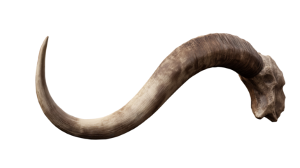 Ram Horns Curving Wildlife Isolated Trophy Strength Natural Ornament on transparent background