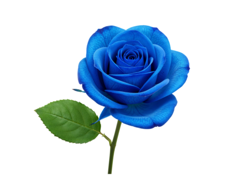 A vibrant blue rose with a green leaf and stem isolated on transparent background