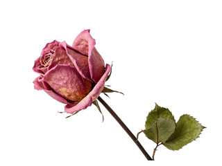 Close up of a dried pink rose with green leaves isolated on transparent background