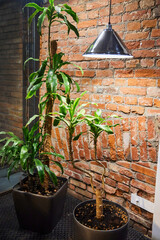 Potted flowers in a room against a brick wall. Illumination from above