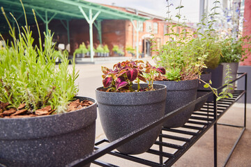 A corner in a modern outdoor space. Potted plants