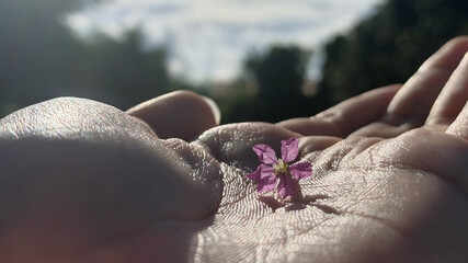 Eggplant Flower on Hand